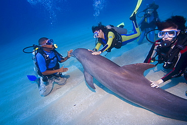 Tame Bottlenose Dolphin (Tursiops truncatus) and scuba divers on the ocean floor, tourist attraction, Roatan, Honduras, Caribbean