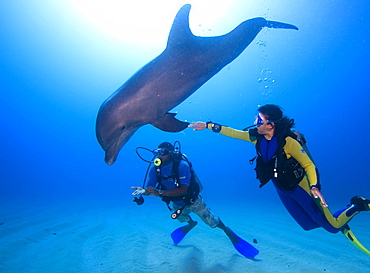 Tame Bottlenose Dolphin (Tursiops truncatus) and scuba divers on the ocean floor, tourist attraction, Roatan, Honduras, Caribbean