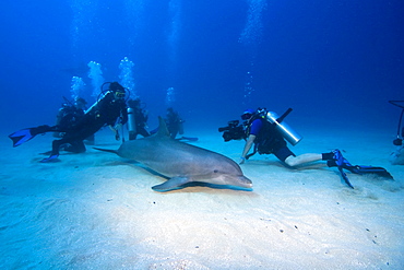 Tame Bottlenose Dolphin (Tursiops truncatus) and scuba divers on the ocean floor, tourist attraction, Roatan, Honduras, Caribbean