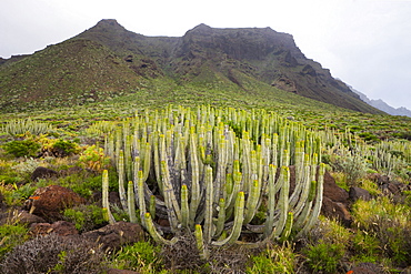 Cacti at Punta de Teno, Tenerife, Canary Islands, Spain, Europe