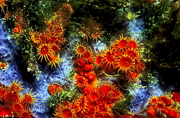 Yellow Cluster Anemone, Zoanthid (Parazoanthus axinellae), Mediterranean Sea