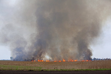 Reed fire, Lake Neusiedl, Austria, Europe