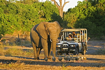 African Bush Elephant (Loxodonta africana) standing in front of a tourist jeep, Chobe River National Park, Botswana, Africa