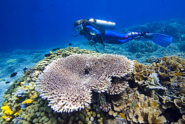 A diver swims in the underwater national park of Bunaken, Sulawesi, Indonesia.