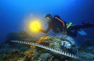 Banded sea krait or banded sea snake, Laticauda colubrina, Philippines.