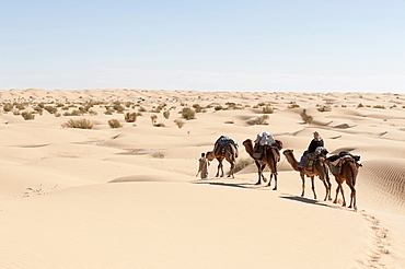 Sustainable tourism, camel trekking, camels, dromedaries (Camelus dromedarius), sand dunes, Sahara desert between Douz and Ksar Ghilane, Southern Tunisia, Tunisia, Maghreb, North Africa, Africa