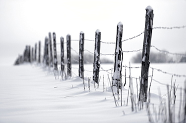 Fence in winter, Mindelheim, Unterallgaeu, Bavaria, Germany, Europe