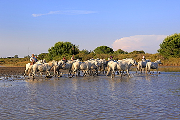 Camargue Horses (Equus caballus), some with people riding them, flamingos, Saintes-Marie-de-la-Mer, Camargue, France, Europe