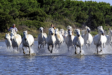 Camargue Horses (Equus caballus) with two horse-riders in water, Saintes-Marie-de-la-Mer, Camargue, France, Europe