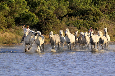 Camargue Horses (Equus caballus) with two horse-riders in water, Saintes-Marie-de-la-Mer, Camargue, France, Europe