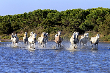 Camargue horses (Equus caballus), herd, gallopping through water, Saintes-Marie-de-la-Mer, Camargue, France, Europe