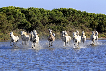 Camargue horses (Equus caballus), herd, gallopping through water, Saintes-Marie-de-la-Mer, Camargue, France, Europe