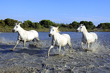 Camargue horses (Equus caballus), herd, gallopping through water, Saintes-Marie-de-la-Mer, Camargue, France, Europe