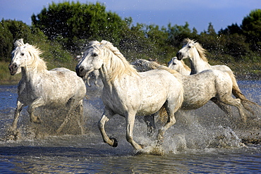 Camargue horses (Equus caballus), herd, gallopping through water, Saintes-Marie-de-la-Mer, Camargue, France, Europe