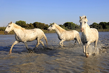 Camargue horses (Equus caballus), in water, Saintes-Marie-de-la-Mer, Camargue, France, Europe