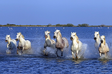 Camargue horses (Equus caballus), herd, gallopping through water, Saintes-Marie-de-la-Mer, Camargue, France, Europe