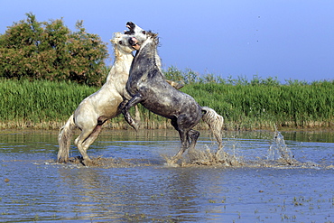 Camargue horses (Equus caballus) stallions fighting in water, Saintes-Marie-de-la-Mer, Camargue, France, Europe