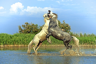 Camargue horses (Equus caballus) stallions fighting in water, Saintes-Marie-de-la-Mer, Camargue, France, Europe