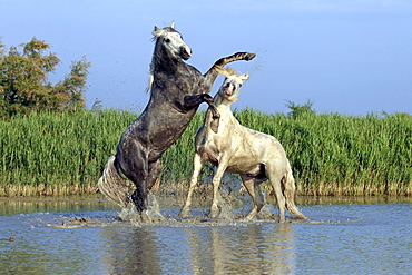 Camargue horses (Equus caballus) stallions fighting in water, Saintes-Marie-de-la-Mer, Camargue, France, Europe