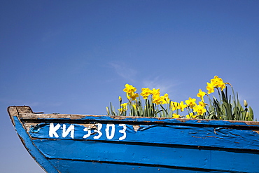 Spring plants growing in a boat, on Reichenau island, Lake Constance, Baden-Wuerttemberg, Germany, Europe