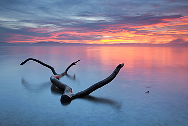 Old wood on the shores of Lake Constance at dawn, Germany, Europe
