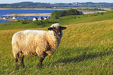 Sheep for landscape preservation on Moenchsgut Peninsula and Ruegischer Bodden in Southeast Ruegen Biosphere Reserve on the Baltic Sea coast, island of Ruegen, Mecklenburg-Western Pomerania, Germany, Europe