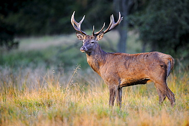 Red deer (Cervus elaphus), young stag at the break of dawn, Jaegersborg, Denmark, Scandinavia, Europe