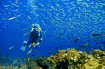 Diver is swimming with sardines Turkey, Mediterranean Sea.