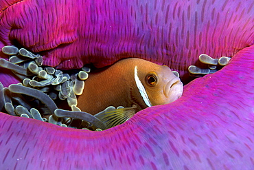 white-maned anemonefish or pink anemonefish, Amphiprion perideraion.