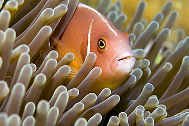 white-maned anemonefish or pink anemonefish, Amphiprion perideraion.