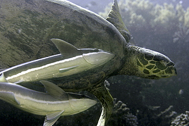 Sharksuckers, Echeneis naucrates, swimming with sea turtle, Red Sea.