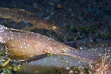 Ghost Pipefish, Solenostomus cyanopterus.