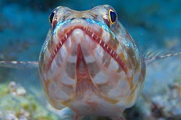 Reef lizardfish (Synodus variegatus)