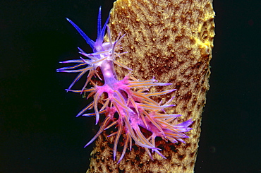 Sea slug, Flabellina affinis, Mediterranean Sea