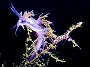 Sea slug, Flabellina affinis, Mediterranean Sea