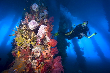 With soft corals covered pillars, Philippines