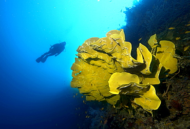 Scuba diver swimming behind an Elephant Ear Sponge (Ianthella basta), Philippines