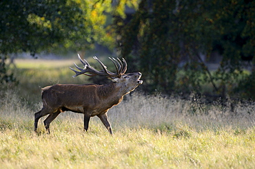 Red deer (Cervus elaphus), rutting stag roaring, Jaegersborg, Denmark, Scandinavia, Europe