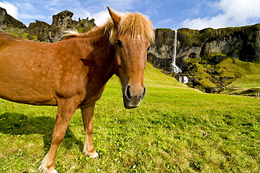 Iceland horse and landscape on the southwest coast, Iceland, Scandinavia, Europe