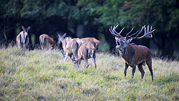 Red deer (Cervus elaphus), royal stag with does, rutting stag, old bull, roaring, mating herd, Jaegersborg, Denmark, Scandinavia, Europe