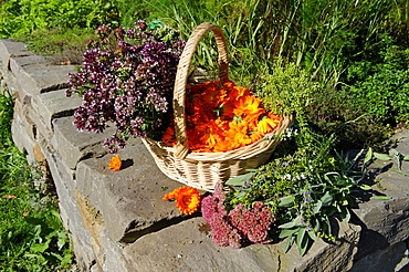 Basket with Pot Marigold, Butterwort, Sage, Majoram