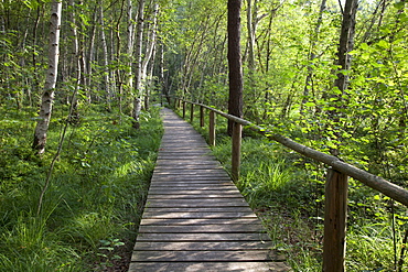 Boardwalk in Mueritz National Park, Mecklenburg Lake District, Mecklenburg-Western Pomerania, Germany, Europe