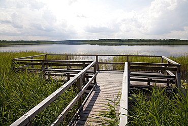 Lookout platform on Priesterbaeker Lake, Mueritz National Park, Mecklenburg-Western Pomerania, Germany, Europe