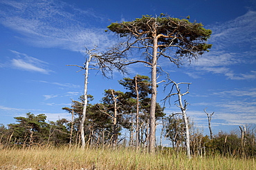 Landscape in Darss, Nationalpark Vorpommersche Boddenlandschaft national park, Fischland-Darss-Zingst peninsula, Mecklenburg-Western Pomerania, Germany, Europe