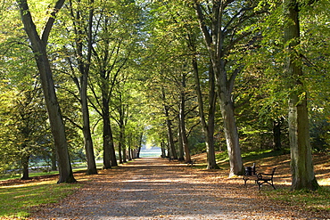 Avenue of trees, Botanical Garden Romberg Park, Dortmund, Ruhr area, North Rhine-Westphalia, Germany, Europe