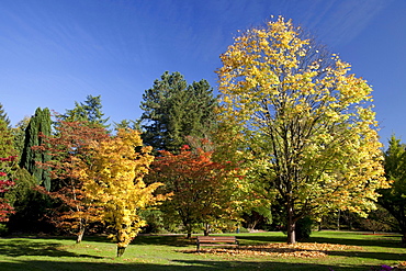 Autumn in the Romberg Park, Botanical Garden, Dortmund, Ruhr area, North Rhine-Westphalia, Germany, Europe