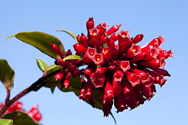 Purple Cestrum, Pink Cestrum, Red Cestrum (Cestrum elegans Schlecht.)