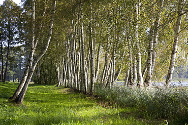 Avenue of birch trees, Spreewald Biosphere Reserve, Brandenburg, Germany, Europe