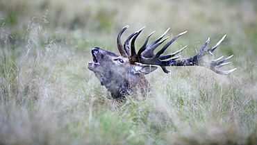 Red deer (Cervus elaphus), royal stag, rutting stag, old bull, roaring, Jaegersborg, Denmark, Scandinavia, Europe