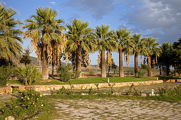 Palm avenue, Pamukkale, Denizli, Turkey, Asia